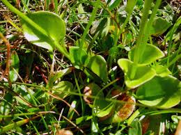 Attēlu rezultāti vaicājumam “Parnassia palustris leaf”