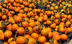 「柿の木利江」の画像検索結果