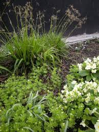 Attēlu rezultāti vaicājumam “Galium odoratum flower”