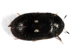 Attēlu rezultāti vaicājumam “Attagenus pellio”