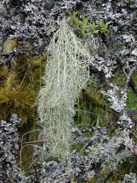 Attēlu rezultāti vaicājumam “Evernia divaricata”