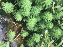 「粉綠狐尾藻」的圖片搜尋結果