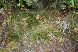 Attēlu rezultāti vaicājumam “Juncus squarrosus fruit”