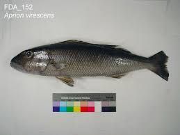 Image result for Aprion virescens