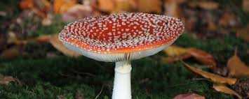 Image result for vliegenzwam