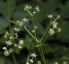 Attēlu rezultāti vaicājumam “Sanicula europaea fruit”