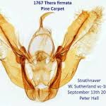 Attēlu rezultāti vaicājumam “Pennithera firmata”