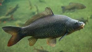 Image result for Cyprinus carpio