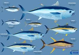 Image result for Thunnus atlanticus