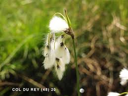 Attēlu rezultāti vaicājumam “Eriophorum latifolium flower”
