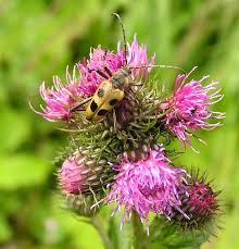 Attēlu rezultāti vaicājumam “Pachyta quadrimaculata”