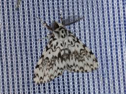 Attēlu rezultāti vaicājumam “Lymantria monacha imago”