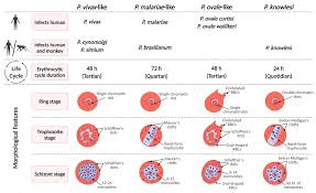 Attēlu rezultāti vaicājumam “Lycogala botrydium plasmodium”