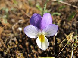 Attēlu rezultāti vaicājumam “Viola tricolor subsp. curtisii”