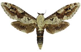 Attēlu rezultāti vaicājumam “Cossidae”