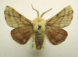 Attēlu rezultāti vaicājumam “Malacosoma castrensis male”