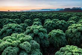 Image result for Grünkohl