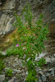 Attēlu rezultāti vaicājumam “Epilobium hirsutum leaf”