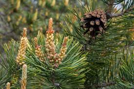 Attēlu rezultāti vaicājumam “Pinus sylvestris female flower”