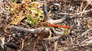 Attēlu rezultāti vaicājumam “Sympetrum vulgatum”