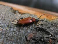 Attēlu rezultāti vaicājumam “Leptura rubra”