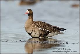 Attēlu rezultāti vaicājumam “Anser albifrons adult”