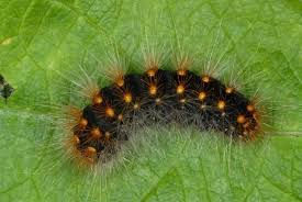 Attēlu rezultāti vaicājumam “Acronicta megacephala larva”