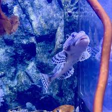 Image result for Myoxocephalus scorpioides