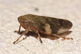 Attēlu rezultāti vaicājumam “Aphrophora alni”