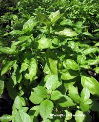 Attēlu rezultāti vaicājumam “Ocimum basilicum leaf”