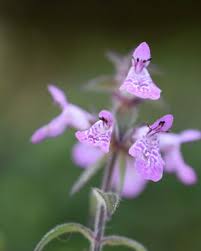 Attēlu rezultāti vaicājumam “Stachys palustris flower”