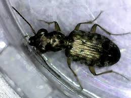 Attēlu rezultāti vaicājumam “Asaphidion pallipes”