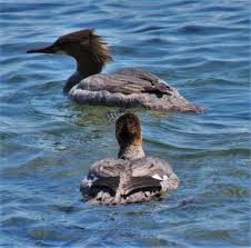 Attēlu rezultāti vaicājumam “Mergus merganser”