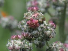 Attēlu rezultāti vaicājumam “Chenopodium album flower”