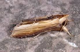 Attēlu rezultāti vaicājumam “Cucullia verbasci”