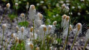 Attēlu rezultāti vaicājumam “Trichophorum alpinum”