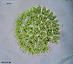 Attēlu rezultāti vaicājumam “Chlorophyta”
