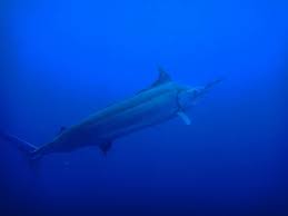 Image result for Istiompax indica