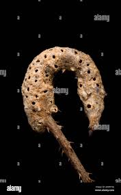 Attēlu rezultāti vaicājumam “Diastrophus rubi”