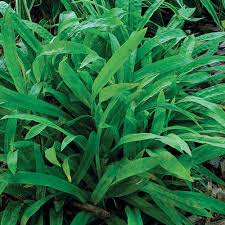 Attēlu rezultāti vaicājumam “Carex loliacea leaf”
