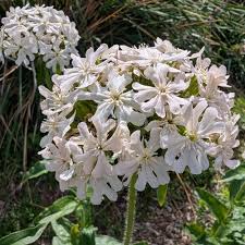 Attēlu rezultāti vaicājumam “Silene chalcedonica leaf”