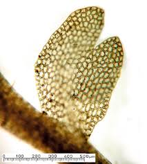 Attēlu rezultāti vaicājumam “Cladopodiella fluitans”