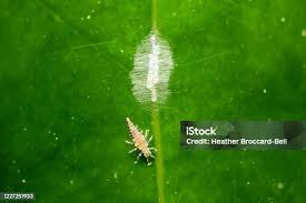 Attēlu rezultāti vaicājumam “Rhopalosiphum oxyacanthae”