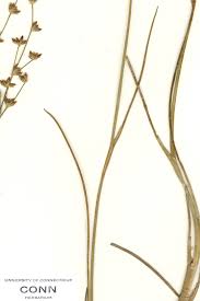 Attēlu rezultāti vaicājumam “Juncus alpinoarticulatus leaf”