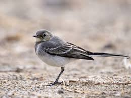 Attēlu rezultāti vaicājumam “Motacilla alba juvenile”
