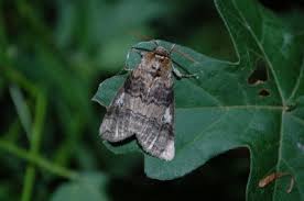 Attēlu rezultāti vaicājumam “Tethea or”