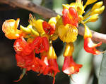 File:<b>Castanospermum</b> australe