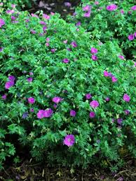Attēlu rezultāti vaicājumam “Geranium sanguineum”