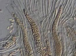 Attēlu rezultāti vaicājumam “Thelopsis rubella”