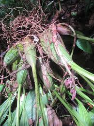 Attēlu rezultāti vaicājumam “Orchidaceae”